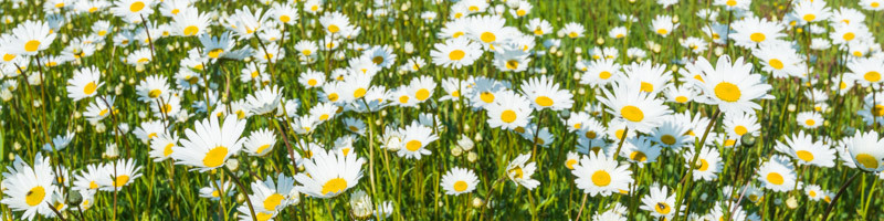 daisy, Daisies, Leucanthemum